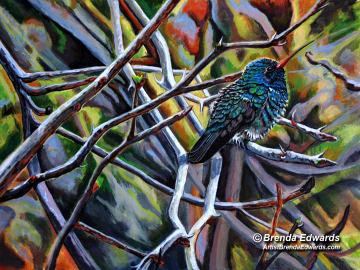 hummingbirdimg_5772x