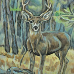Young Buck(5" x 7")Available, Contact Artist